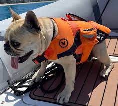 Dog Pfd